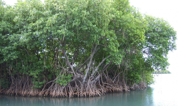 Lista Rossa IUCN degli ecosistemi di mangrovia